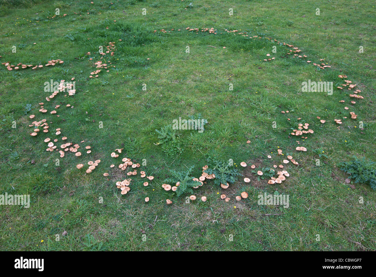 Fairy ring of mushrooms in a meadow, UK, growing in a circle Stock Photo