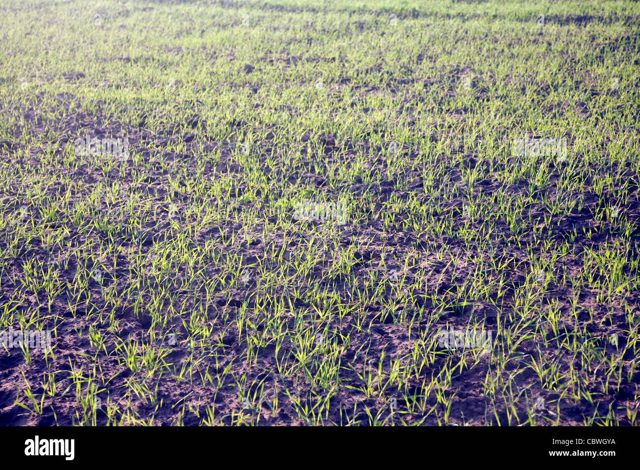 Winter planted cereal crop growing soil, Shottisham, Suffolk, England Stock Photo