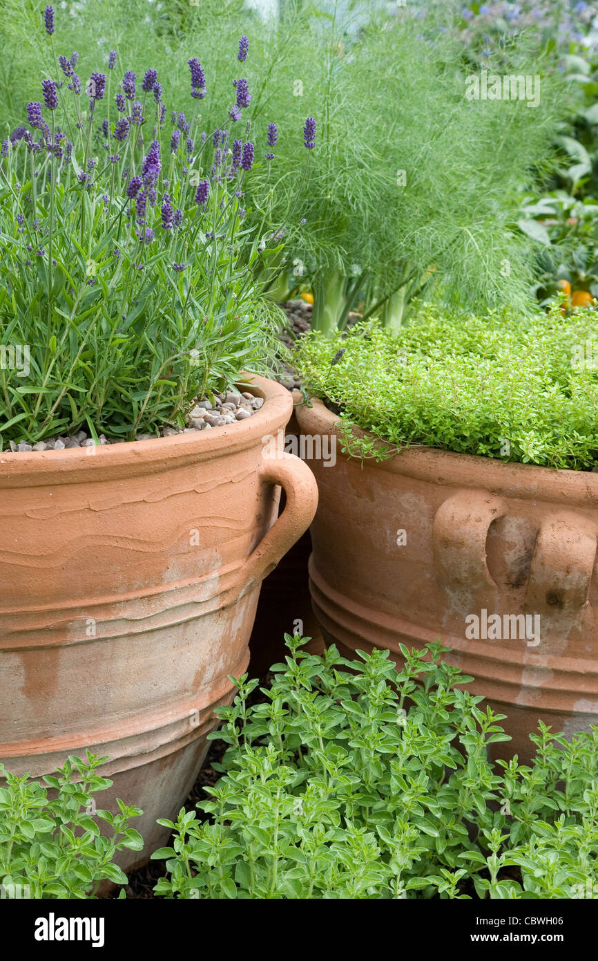 Lavender and herbs in large terracotta planters in a Mediterranean