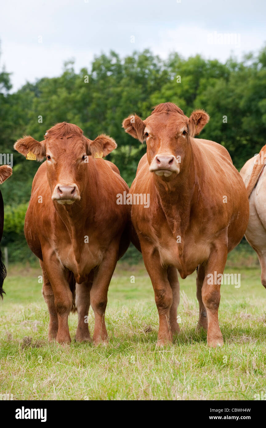 Limousin beef cattle in pasture Stock Photo