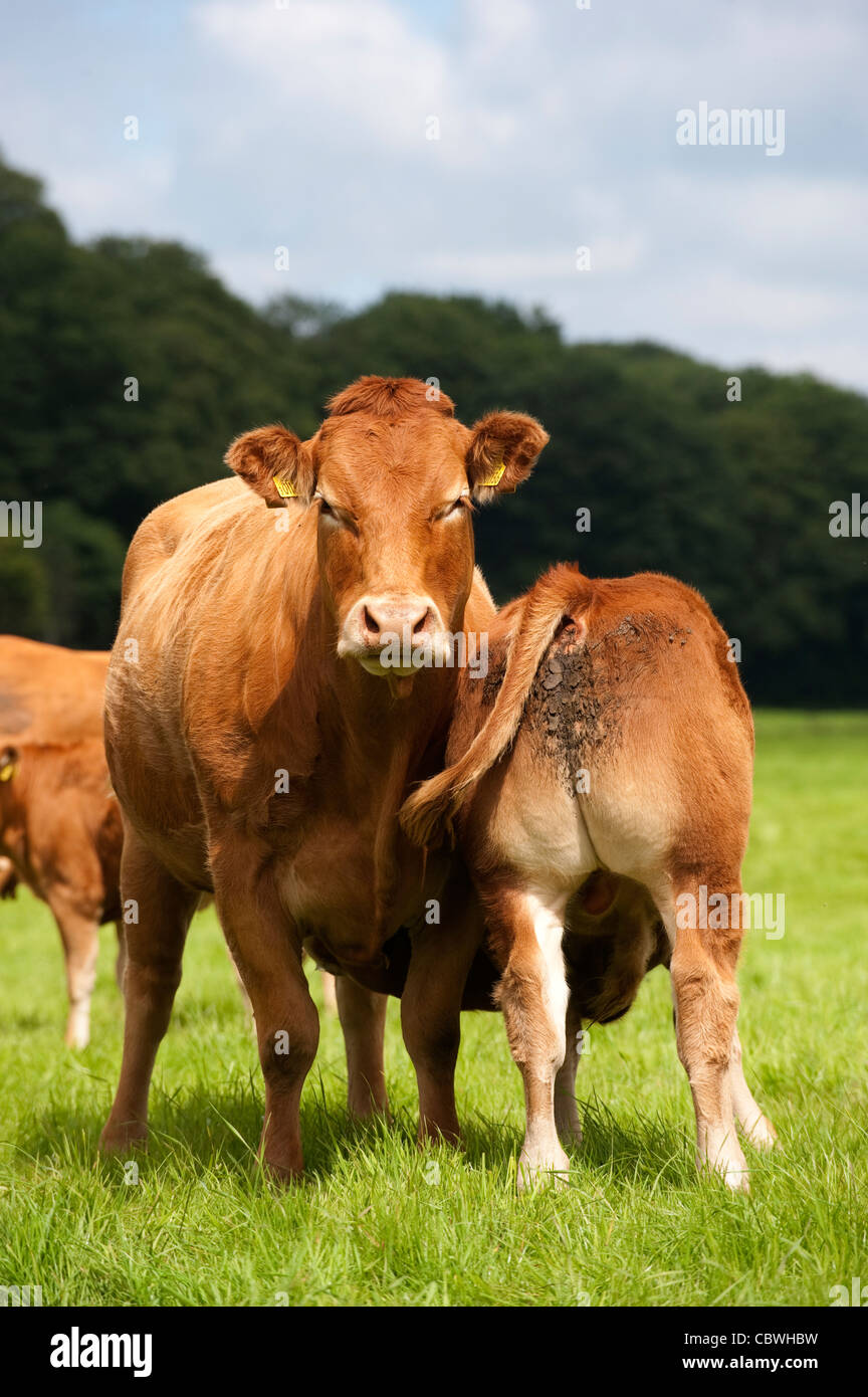 Limousin cow with calf suckling Stock Photo - Alamy
