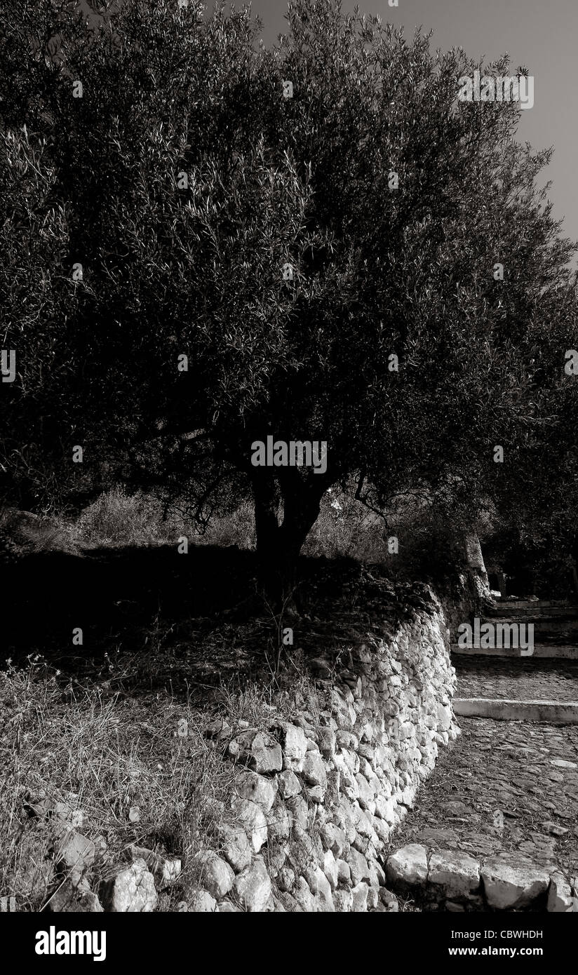 Olive tree stone wall hi-res stock photography and images - Alamy