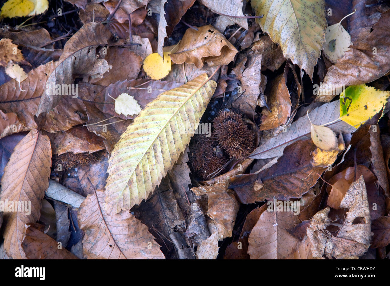 Deciduous trees uk hires stock photography and images Alamy