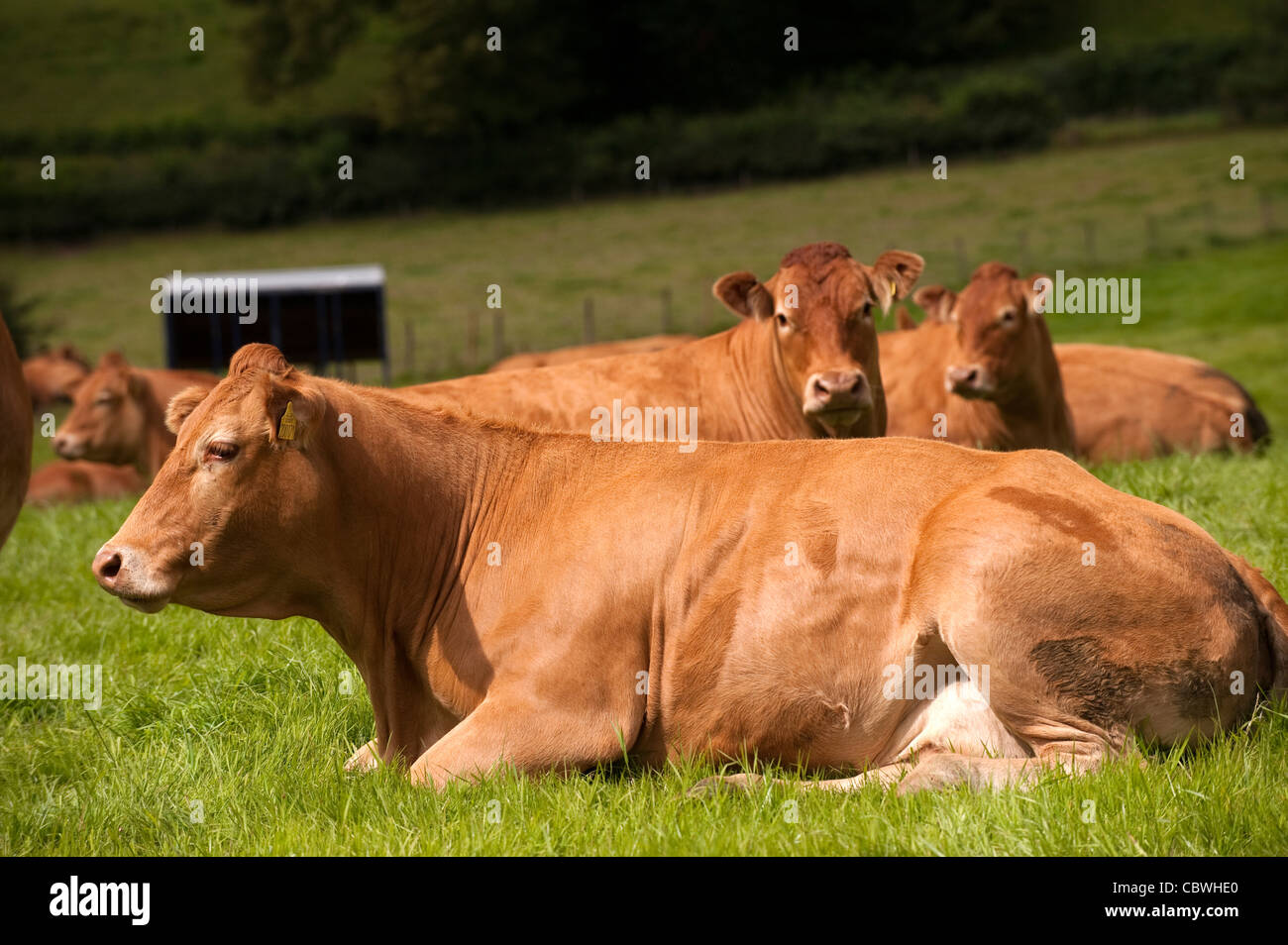 Herd of Limousin cattle laid down in pasture. Stock Photo