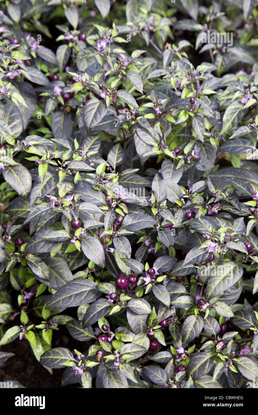 Purple chili Capsicum frutescens Stock Photo