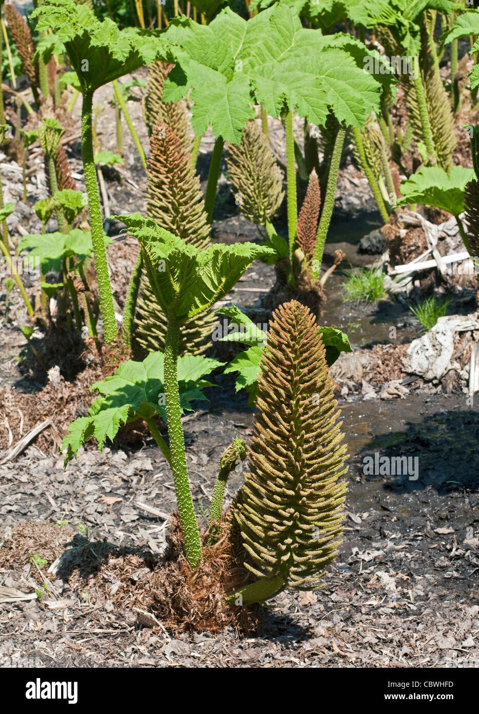 Gunnera Manicata (Brazilian Giant Rhubarb) Stock Photo