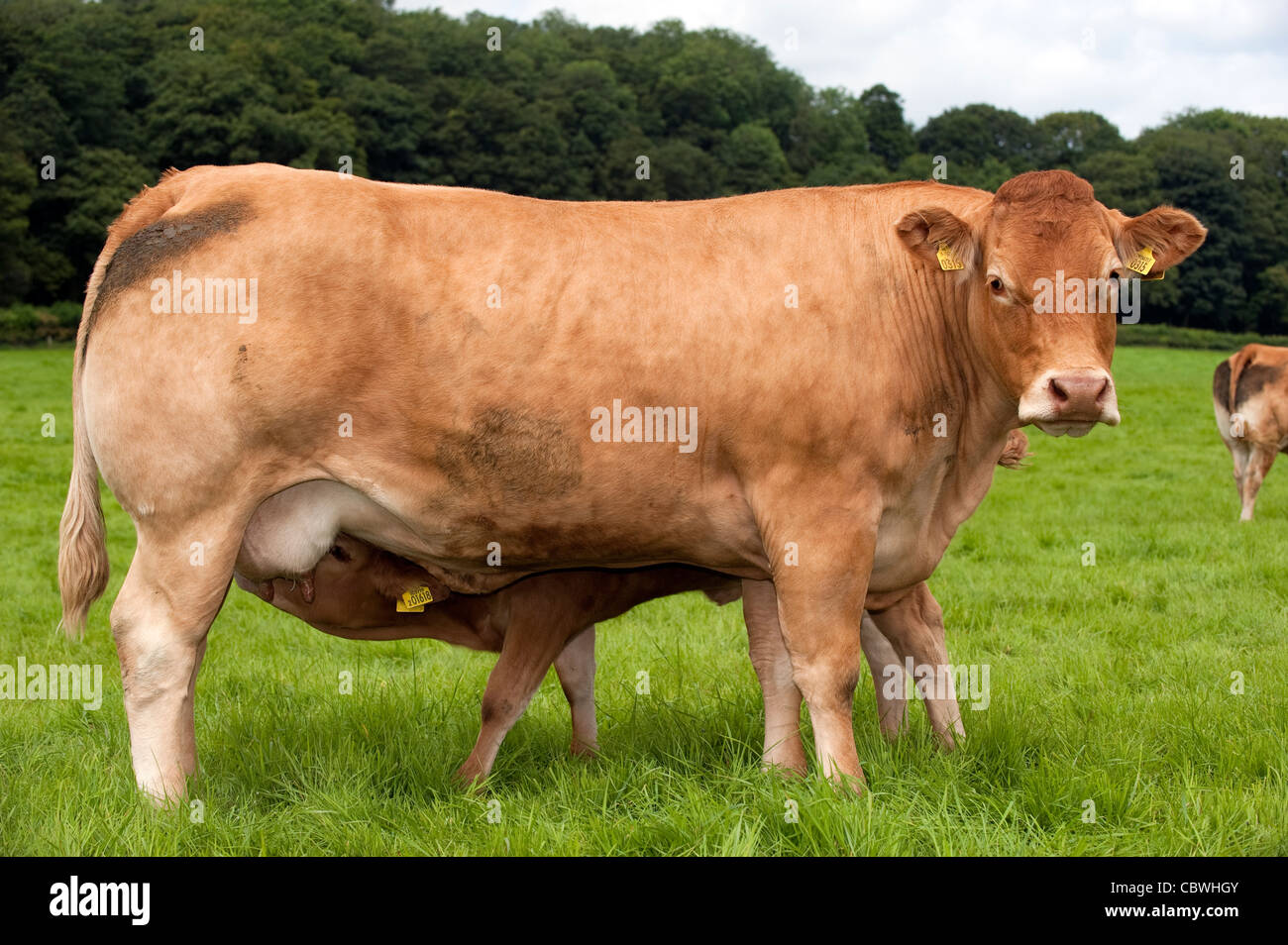 Limousin cow calf suckling hi-res stock photography and images - Alamy