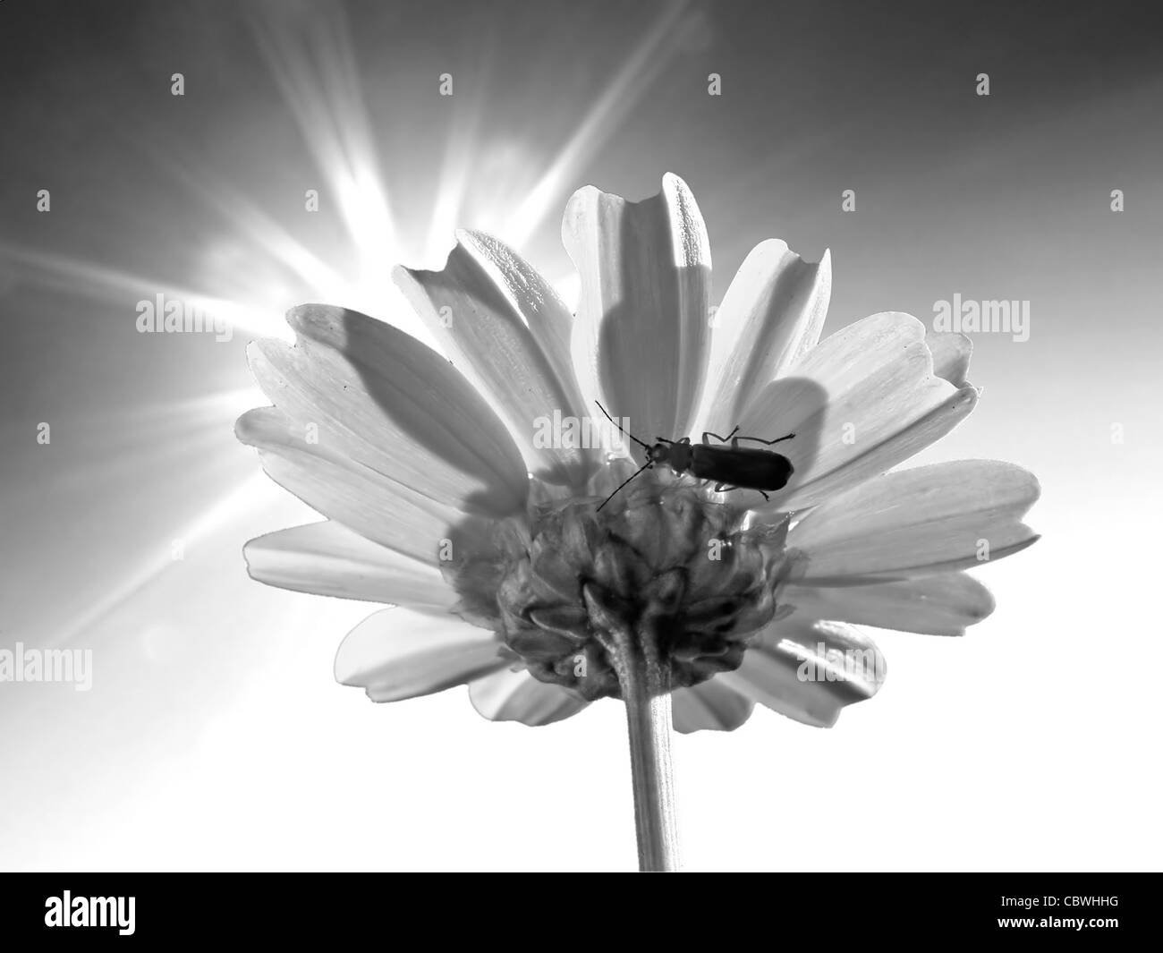 chrysanthemum Stock Photo