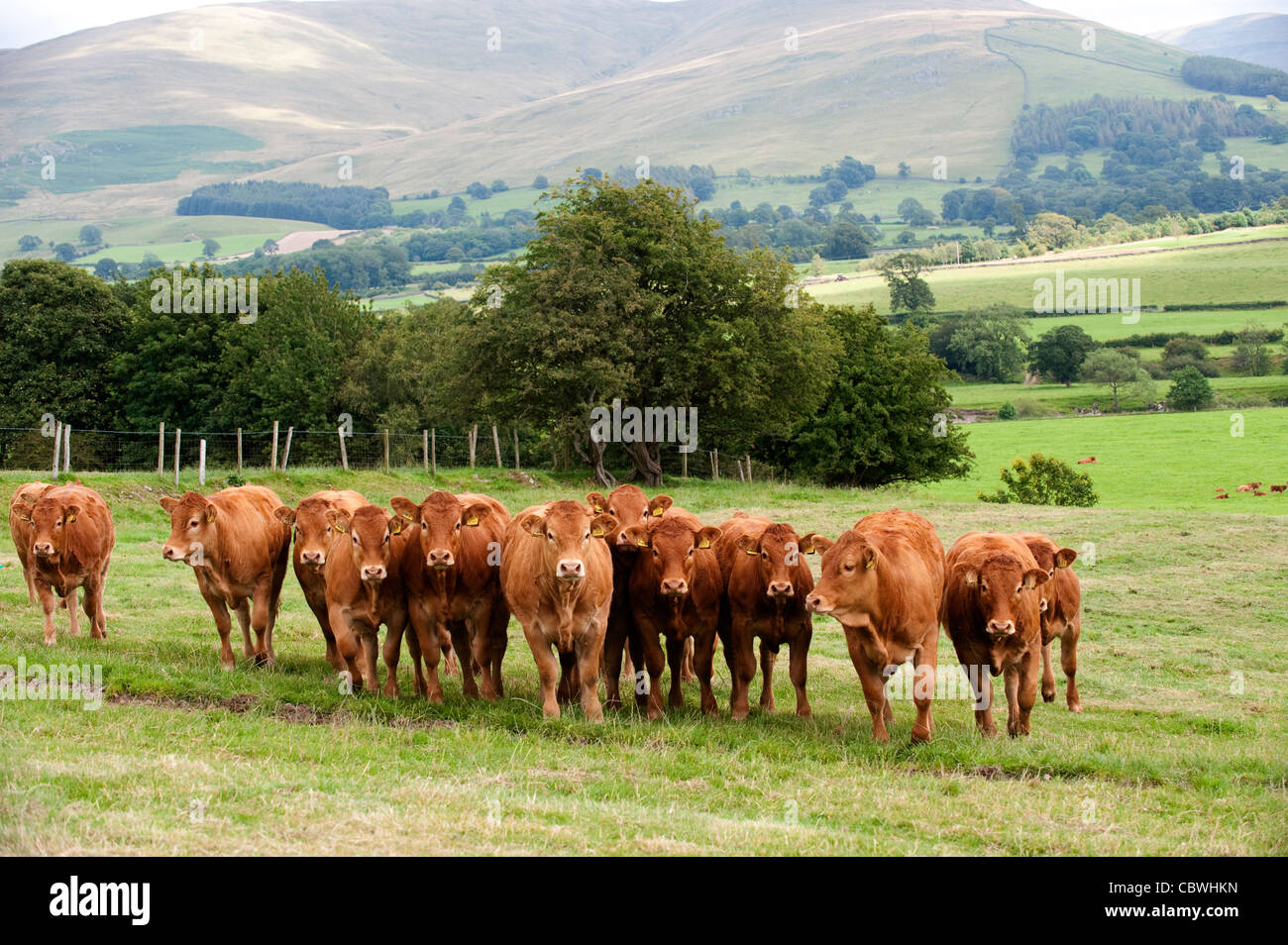 Herd of limousin heifers in fields with Howgill Fells in the background. Cumbria Stock Photo