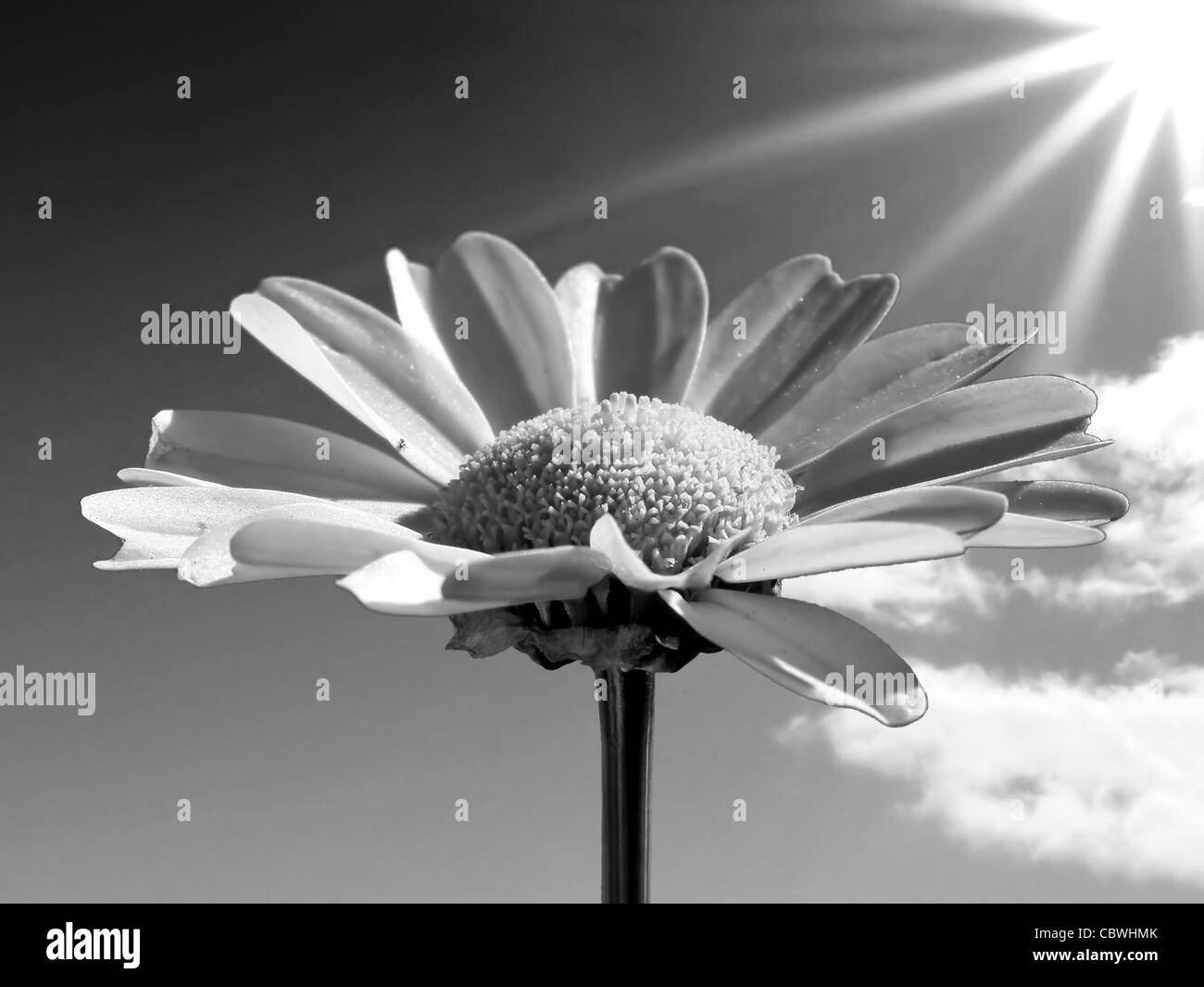 chrysanthemum Stock Photo