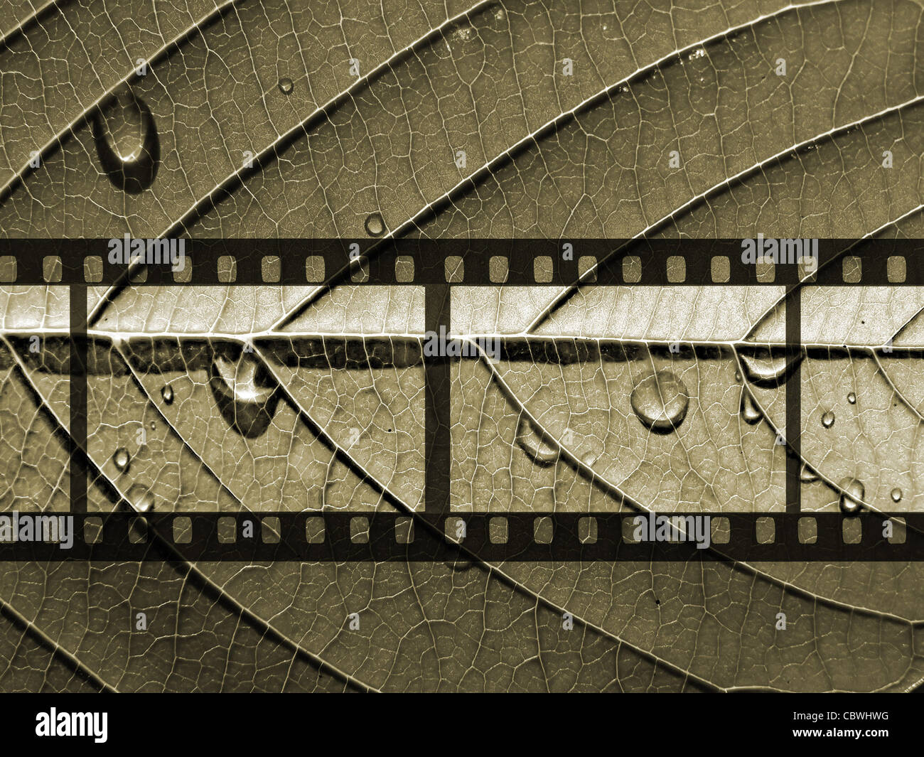 monochrome camera film Stock Photo - Alamy
