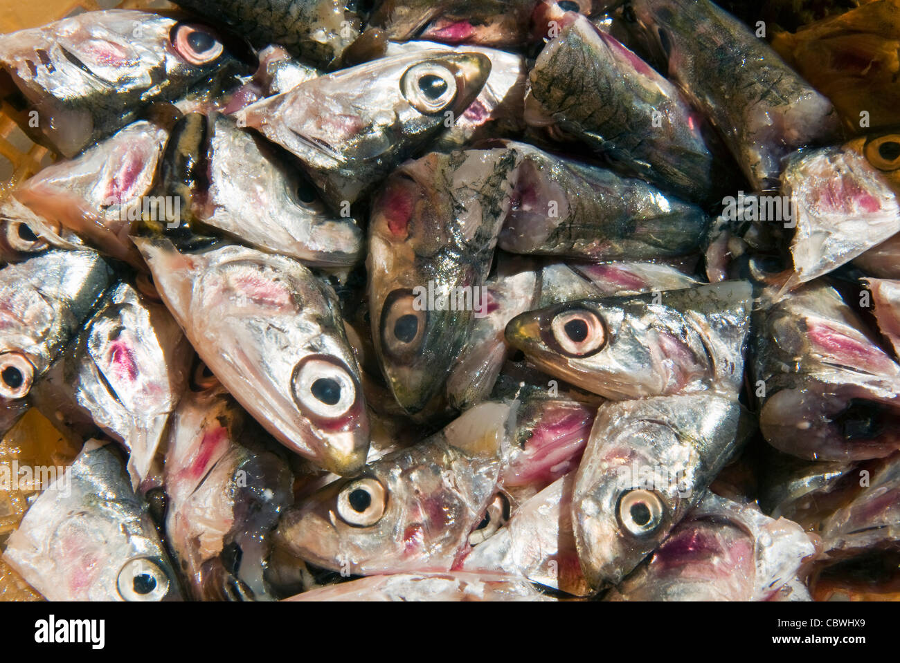 Fresh Anchovy heads (Engraulis encrasicolus Stock Photo Alamy