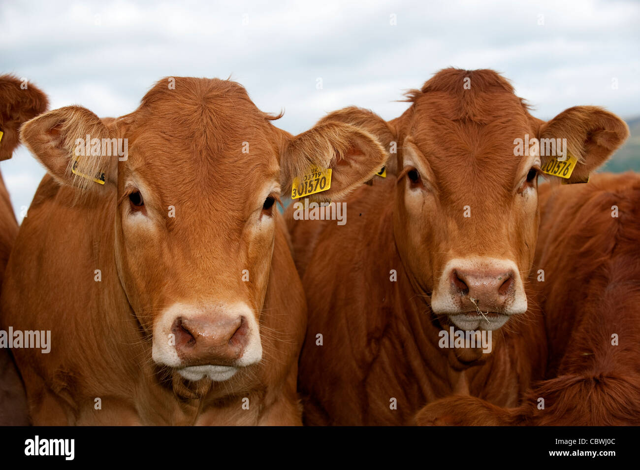 Limousin beef cattle Stock Photo Alamy