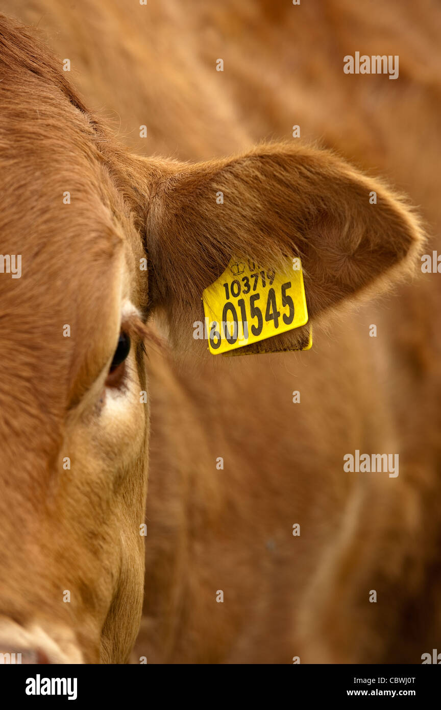 Close up of cows ear with identification ear tag in, showing herd number and individual number. Stock Photo