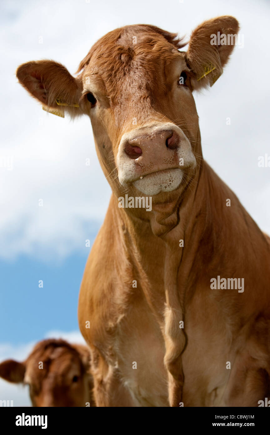 Limousin cow looking down. Stock Photo
