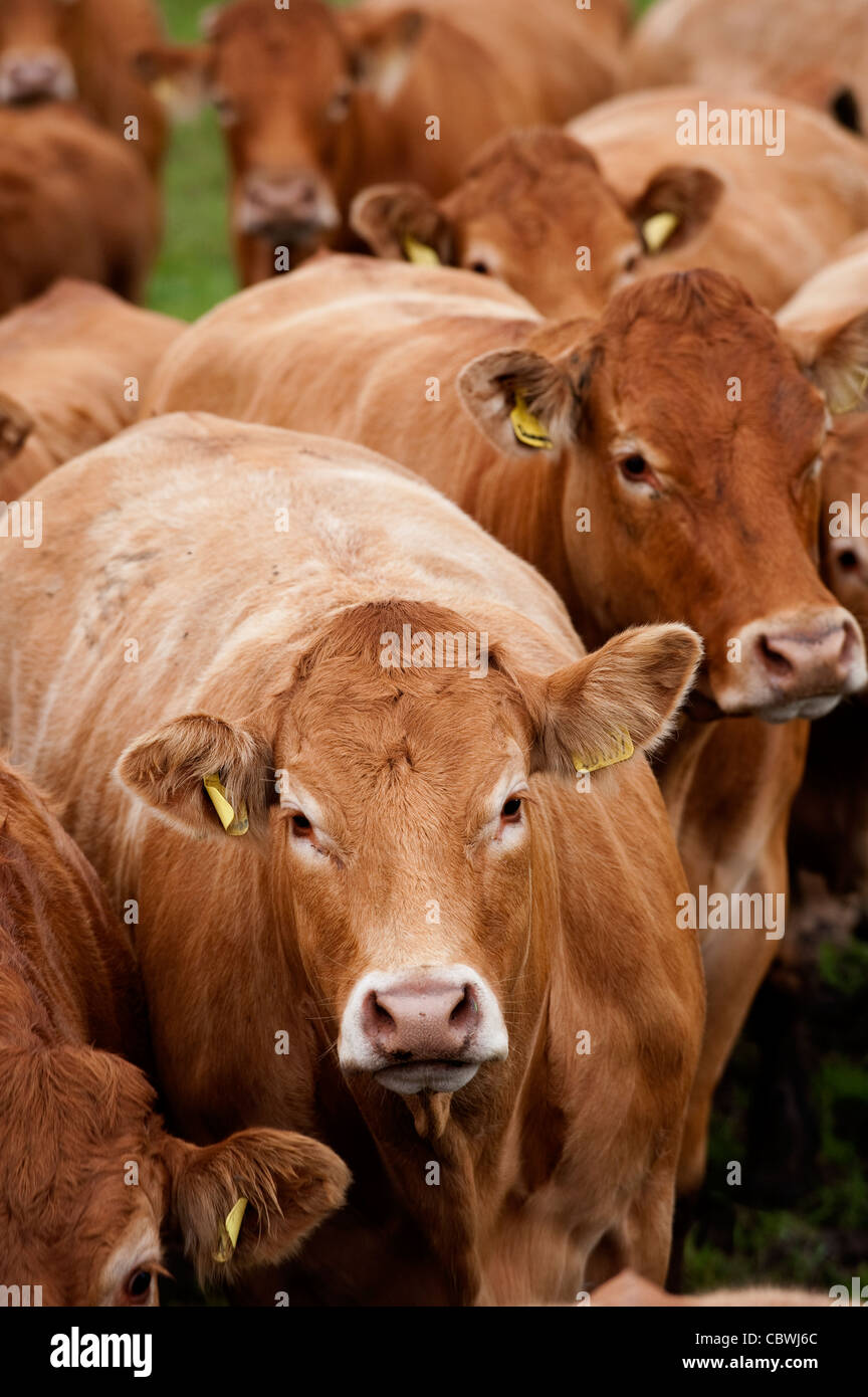 Herd of Limousin cattle in pasture. Stock Photo