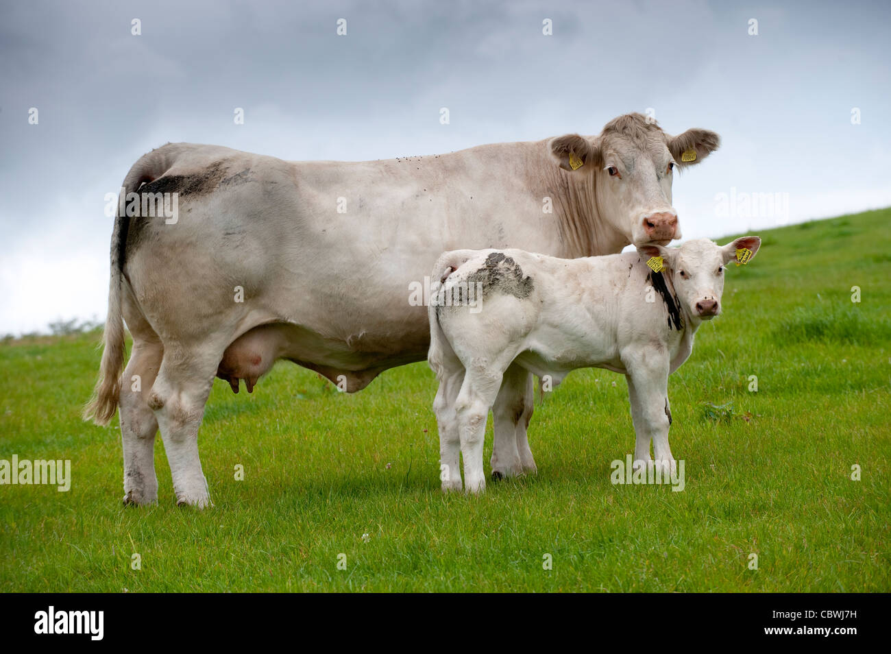 Charolais calf hi-res stock photography and images - Alamy