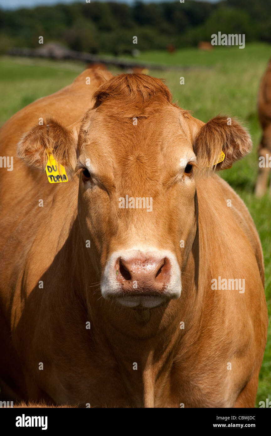 Head of Limousin caw. Stock Photo