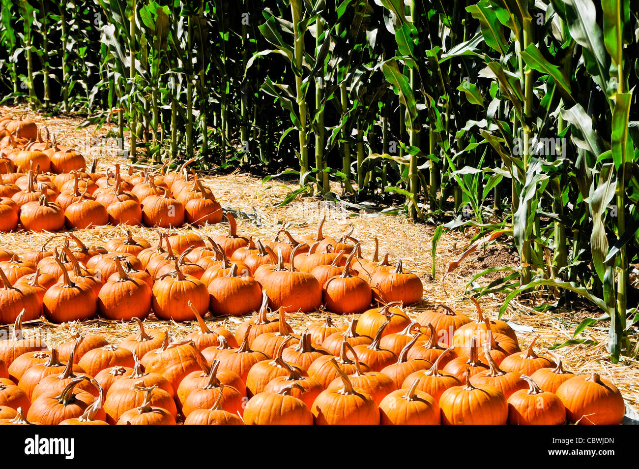 Field of Pumpkins Stock Photo - Alamy