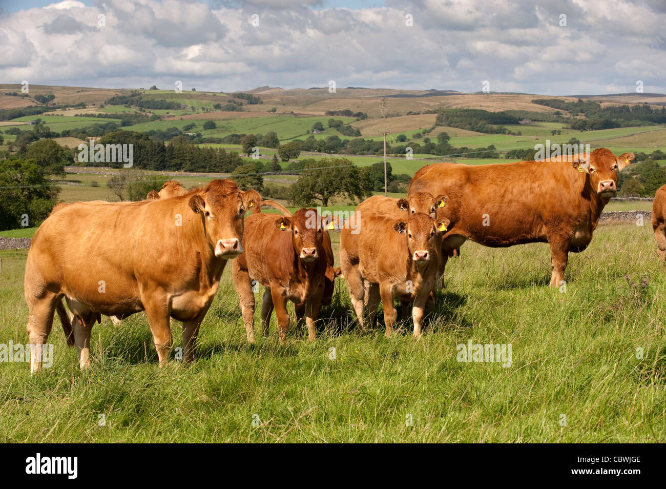 Herd of Limousin beef cattle in pasture. Stock Photo
