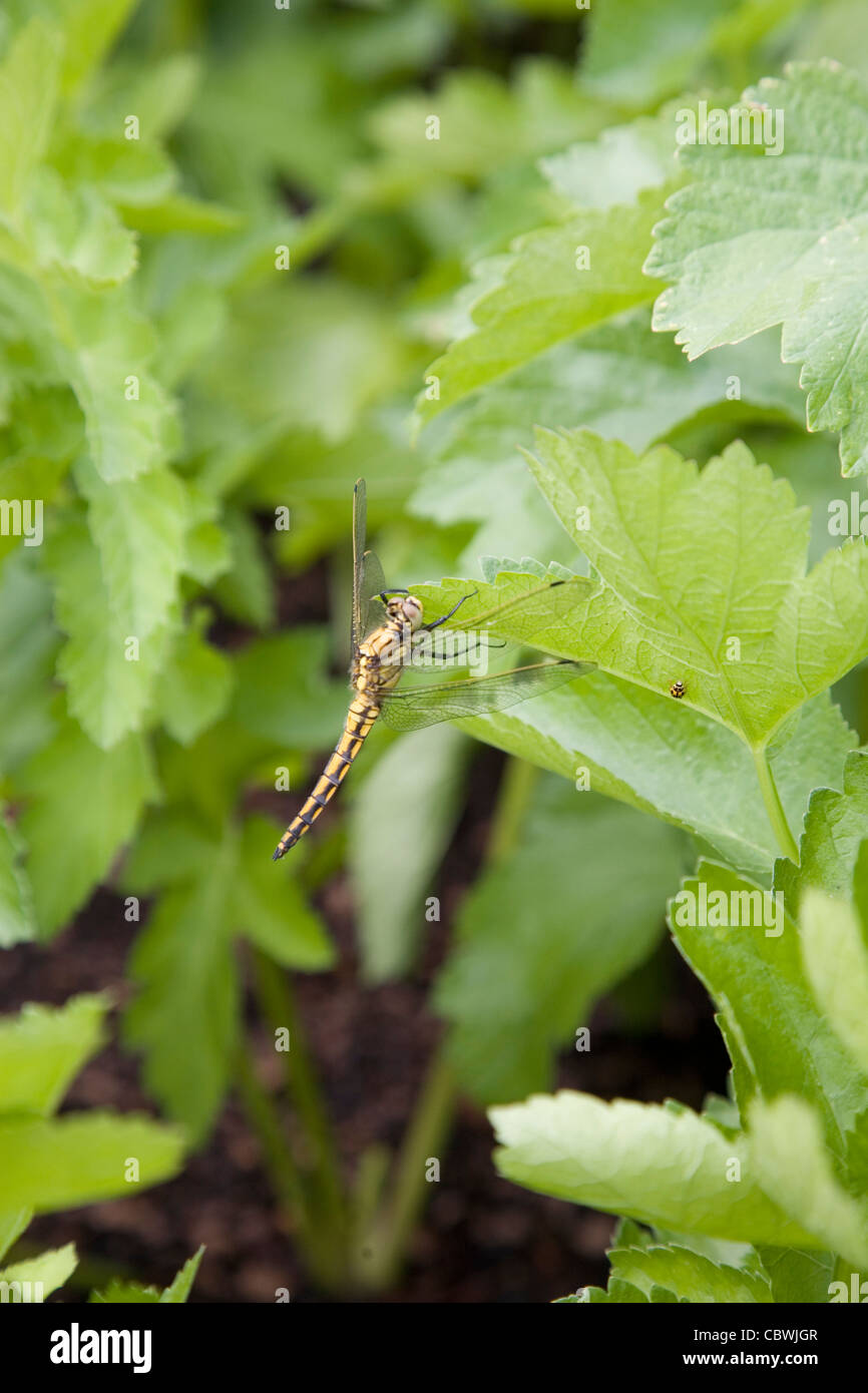 Dragonfly resting on a leaf in a vegetable garden Stock Photo