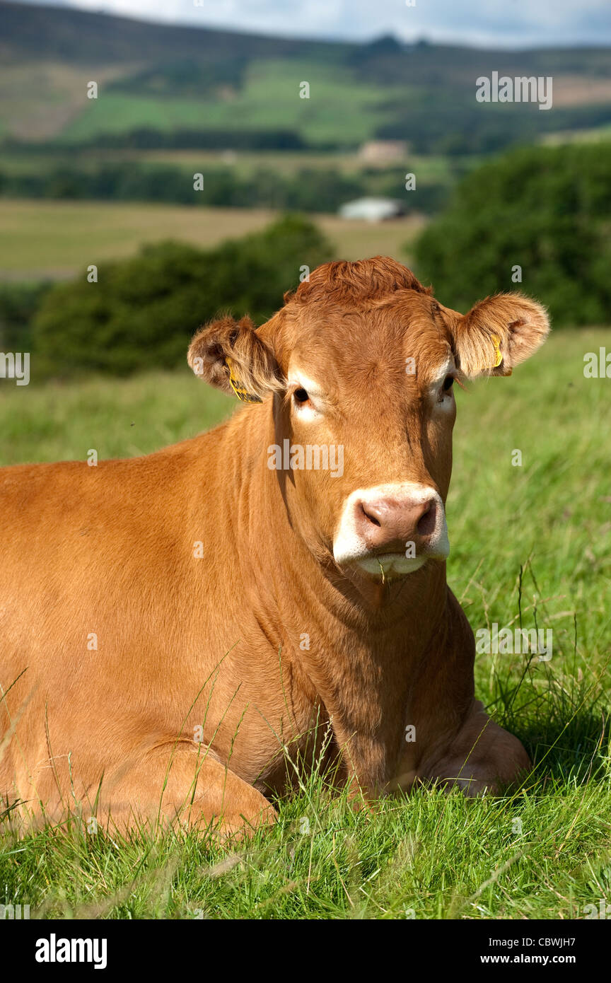 Limousin cow sitting in field of grass. Stock Photo