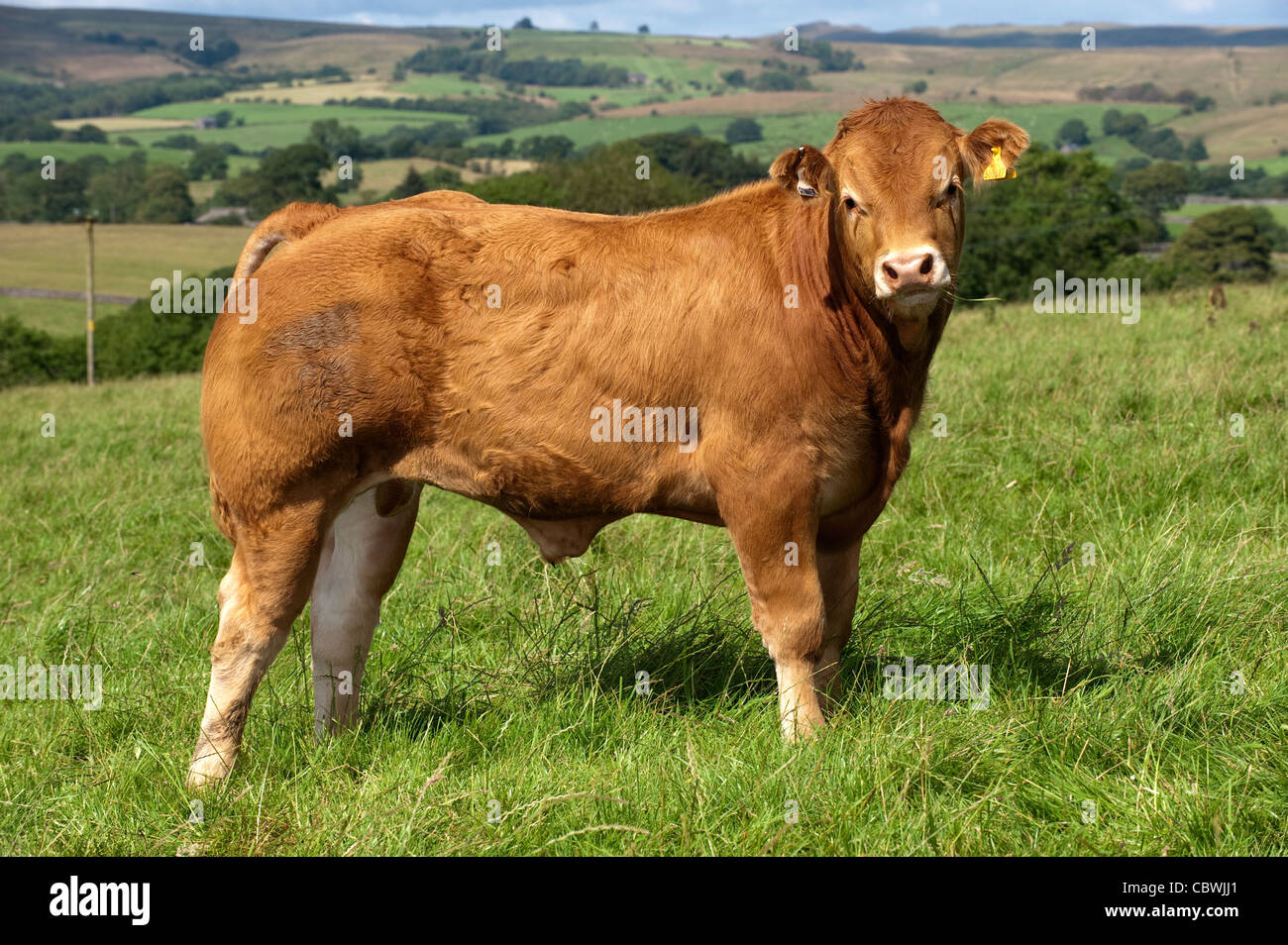mature date of limousin cattle Mature date of limousin cattle