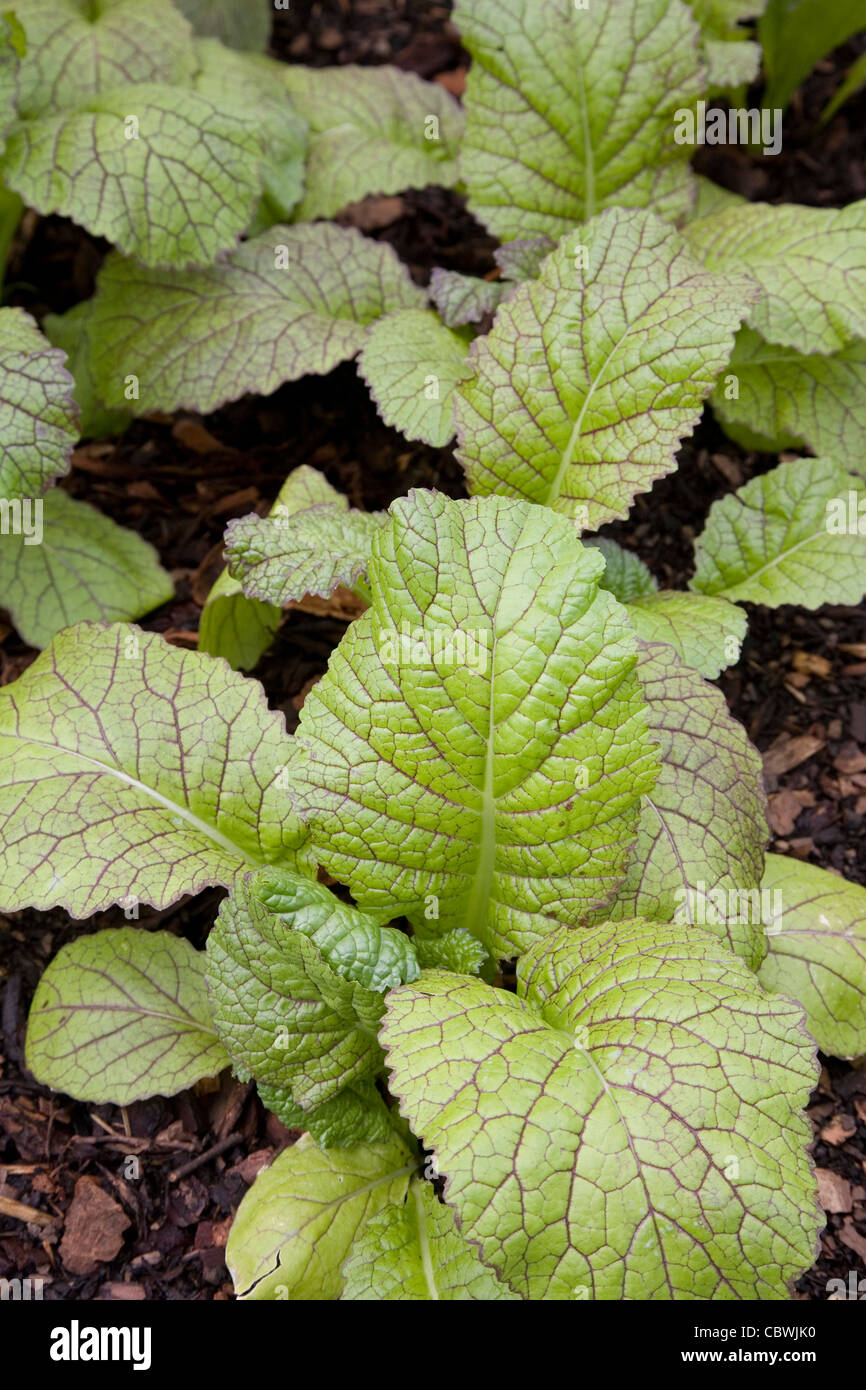 Chinese mustard Brassica juncea also known as mustard greens, Indian mustard, Chinese mustard