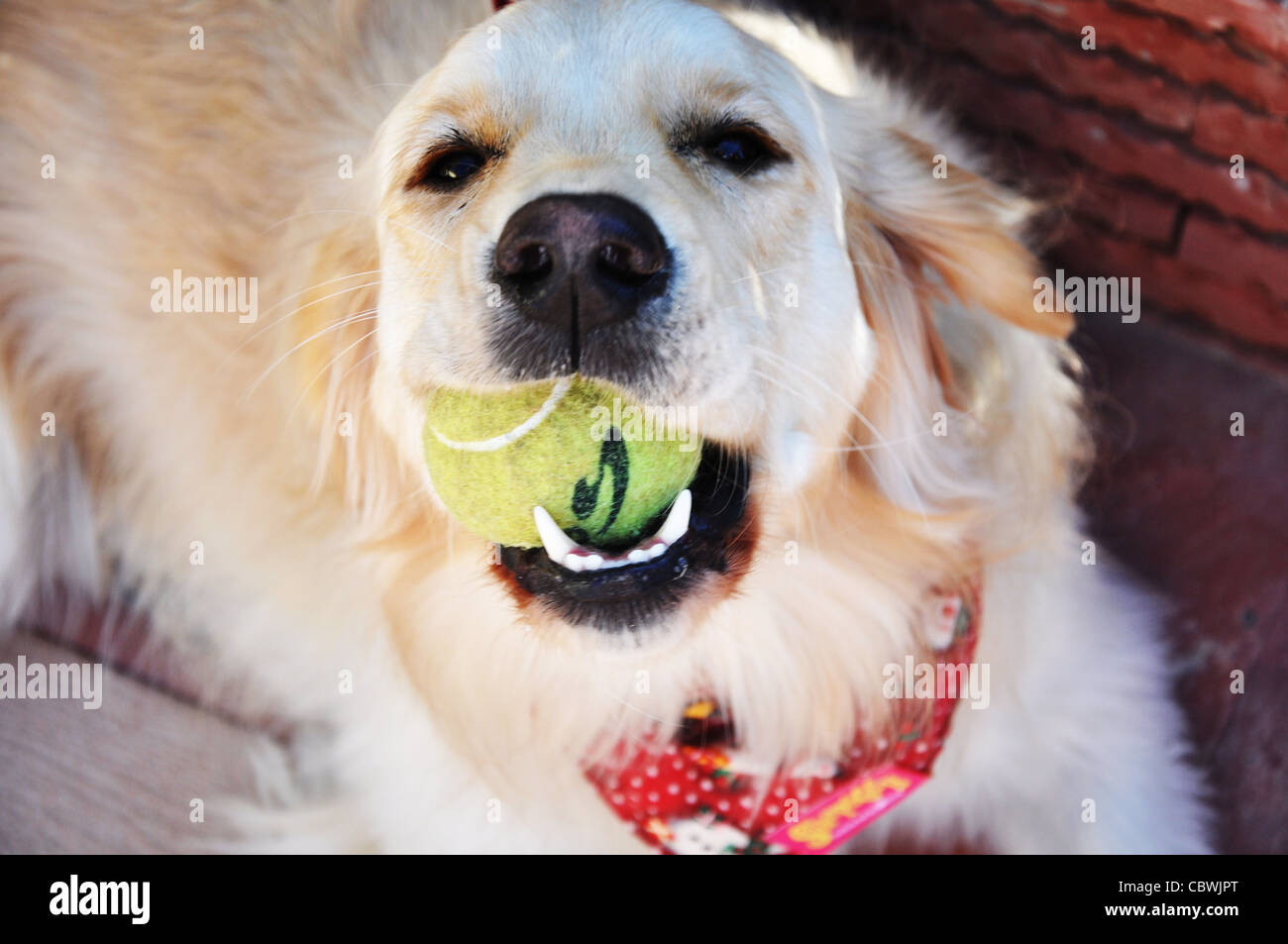 dog chewing ball Stock Photo Alamy