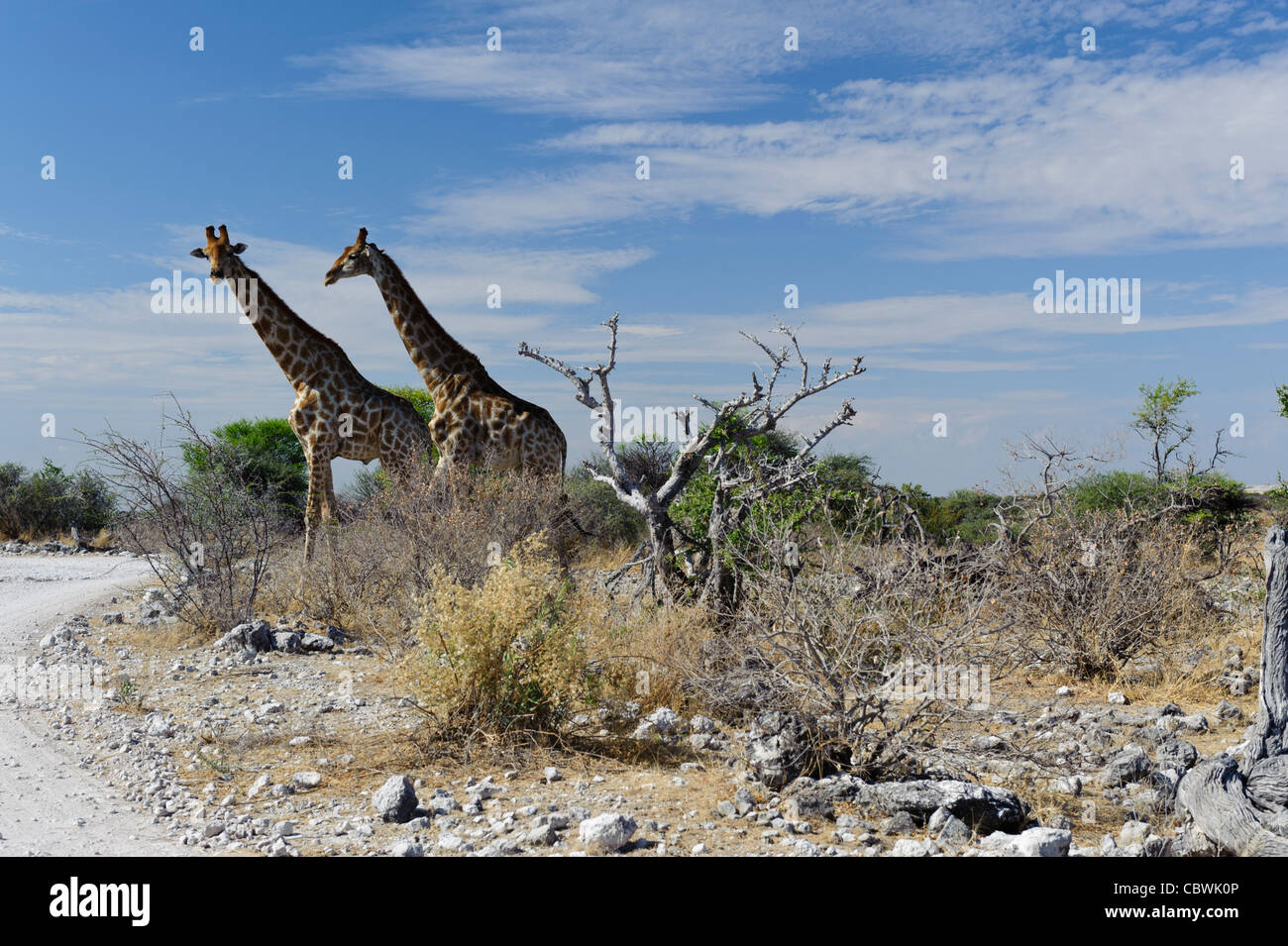 Two giraffes (Giraffa camelopardalis angolensis) in  Etosha National Park, Namibia. Stock Photo
