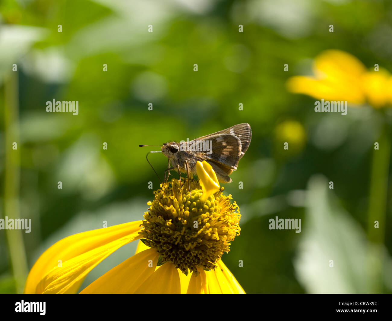 Leonard's Skipper (Hesperia leonardus Stock Photo Alamy