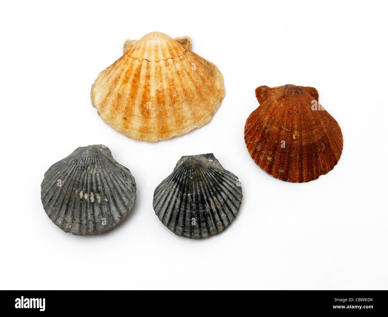 Scallop Shells And Fossils Of Scallop Stock Photo