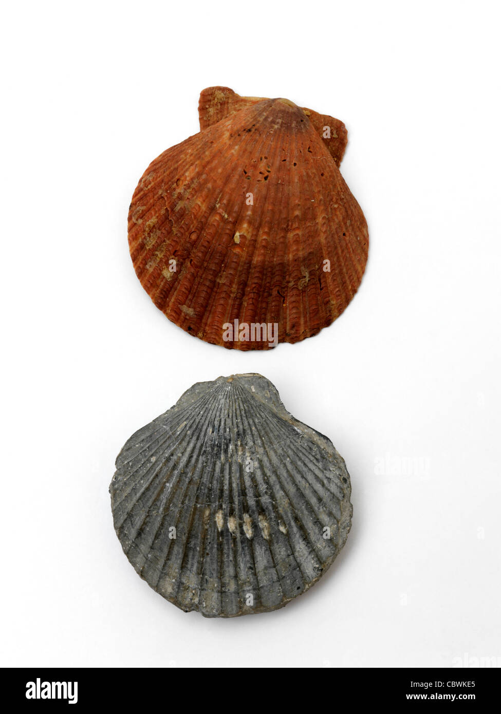 Scallop Shell And Fossil Of Scallop Stock Photo