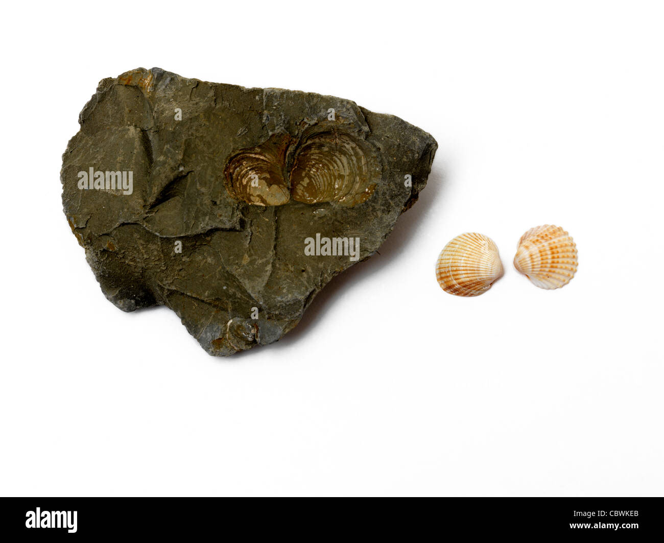 Rock With Fossils Of Shells And Cockle Shells Stock Photo