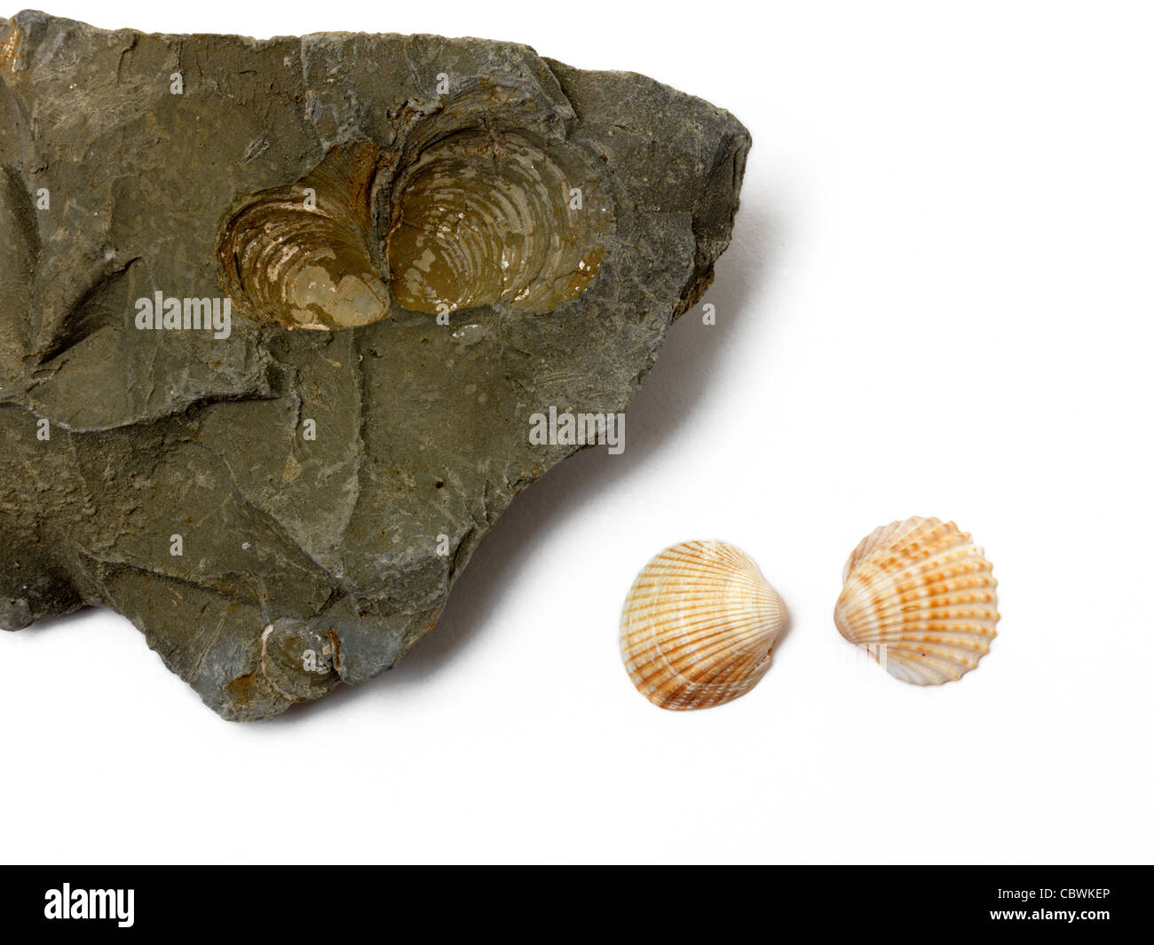 Rock With Fossils Of Shells And Cockle Shells Stock Photo