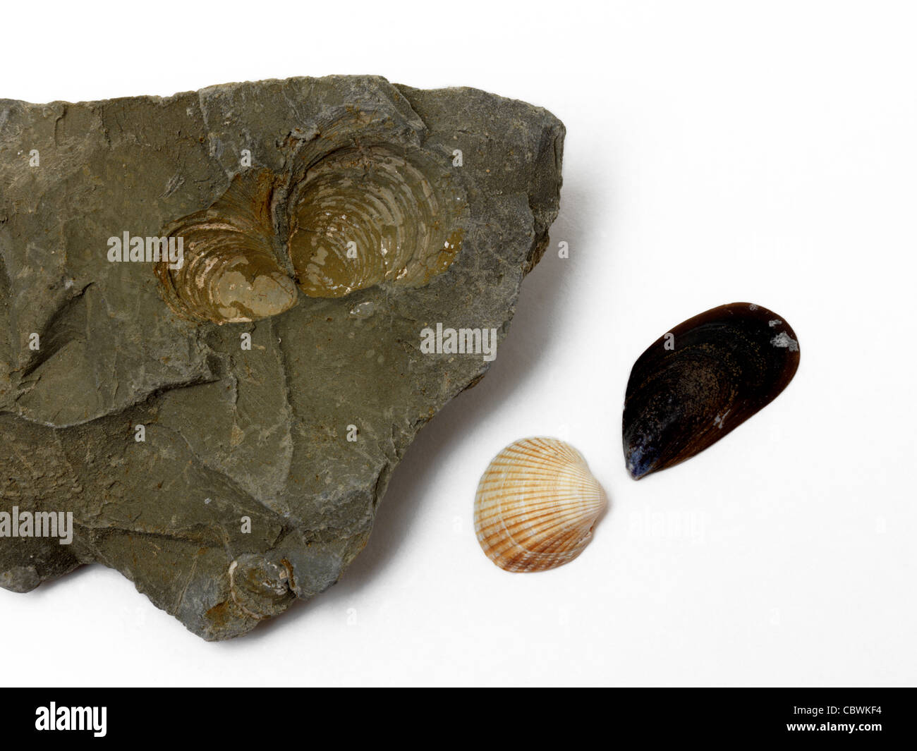 Rock With Fossils Of Shells With Cockle Shell And Mussel Shell Stock Photo