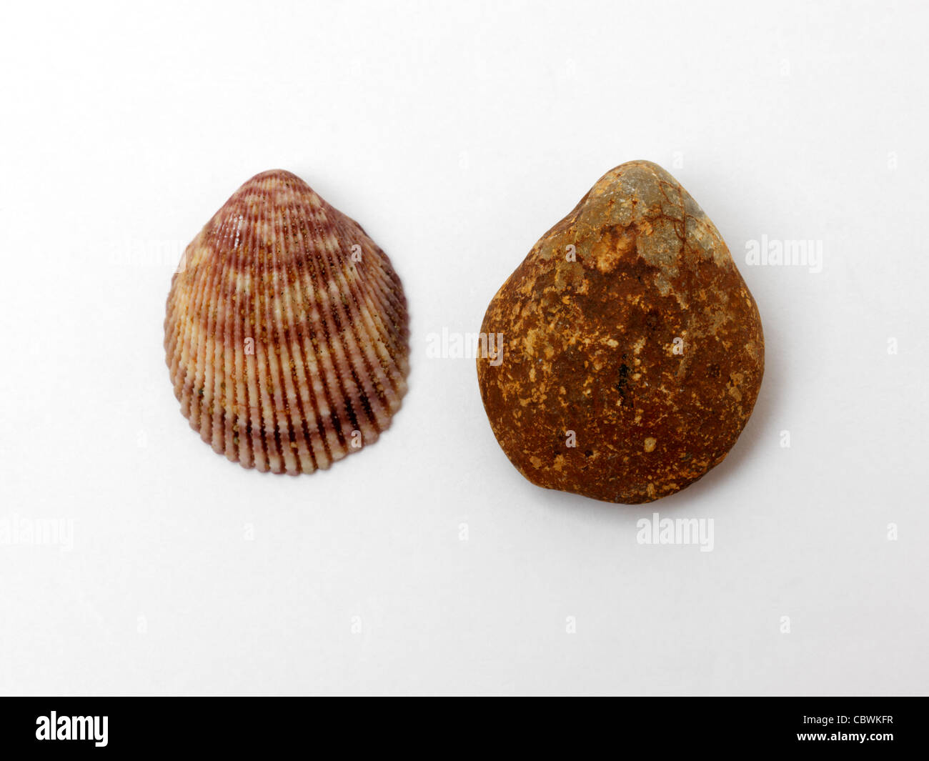 Bivalve Shell With Fossil Of Shell Stock Photo