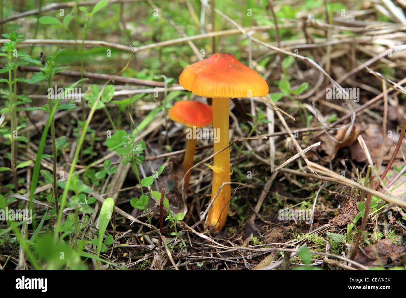 Red cap mushrooms hires stock photography and images Alamy