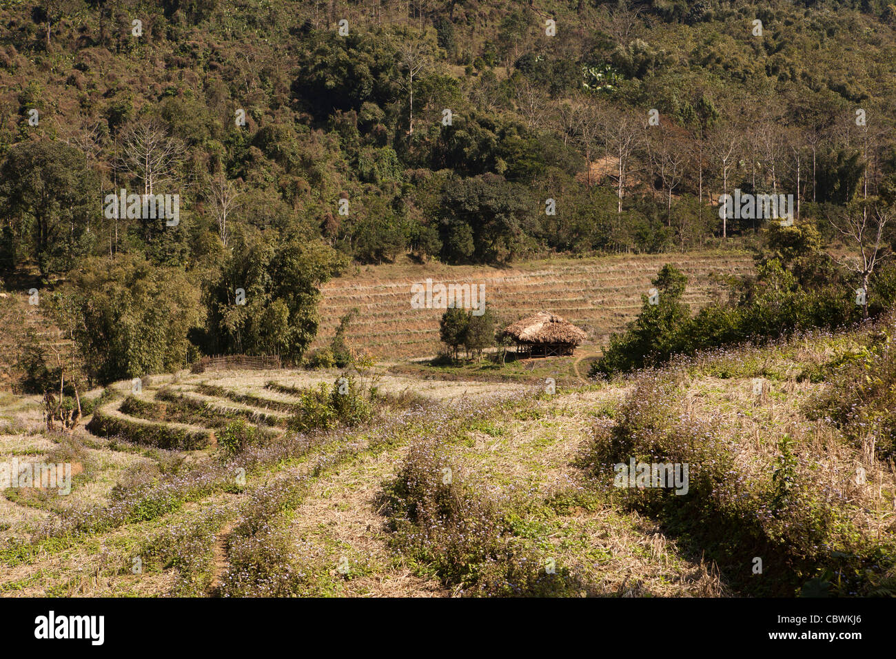 India, Arunachal Pradesh, Panging village, terraced agricultural fields
