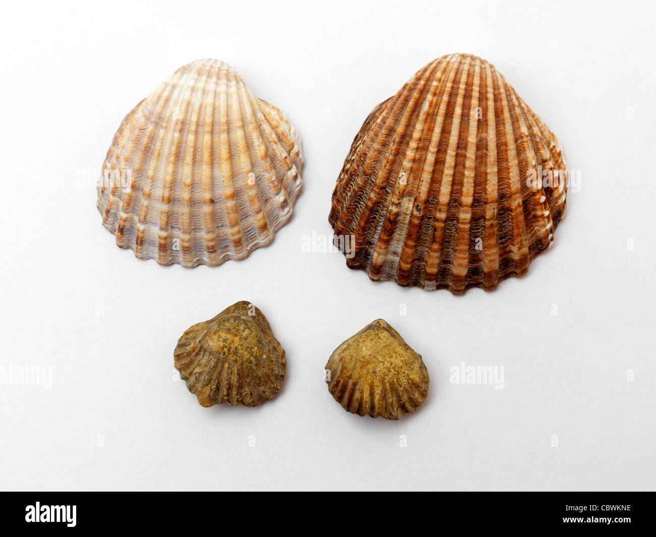 Cockle Shells With Fossils Of Shells Stock Photo