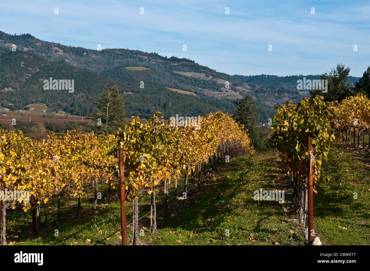 Vineyard in Castello di Amorosa an Italian style castle winery in the northern part of Napa Valley, in California Stock Photo