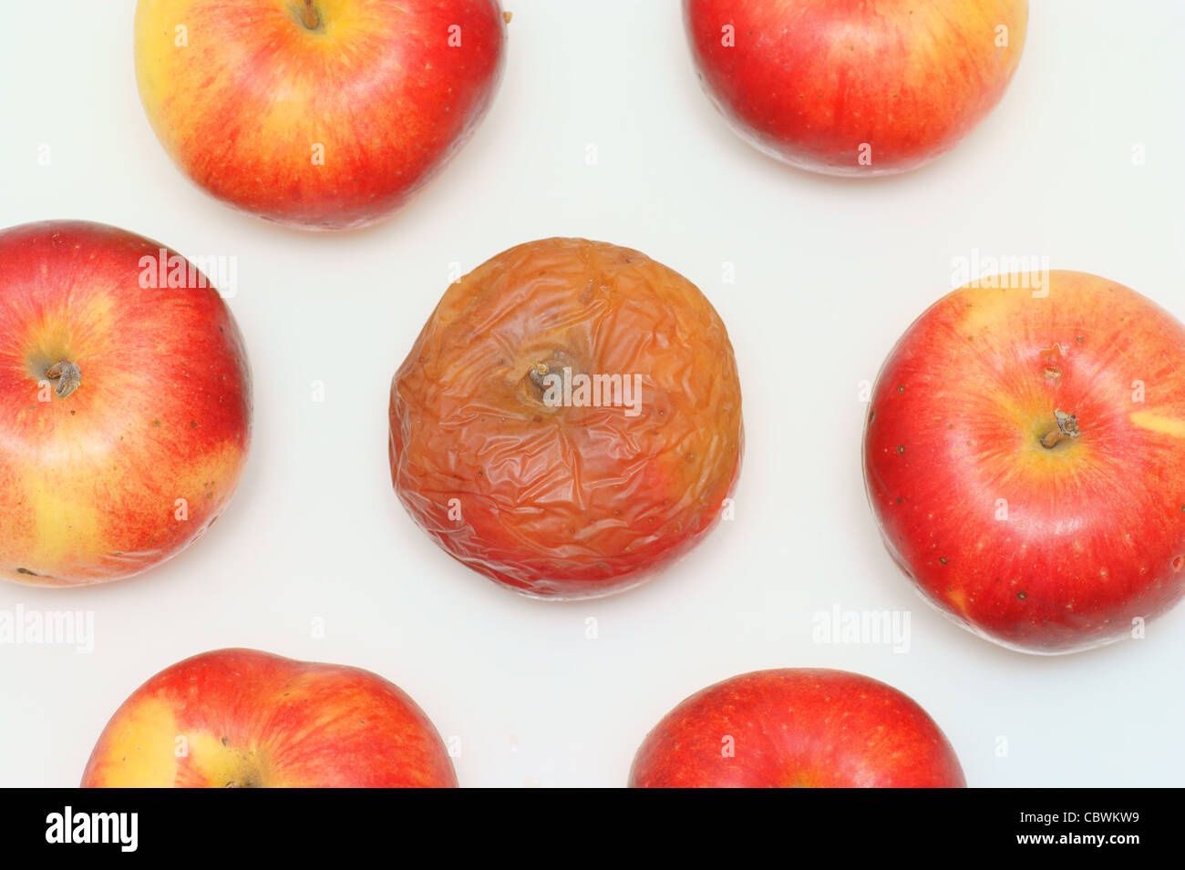 Fresh red apple and rotten apple on white background Stock Photo