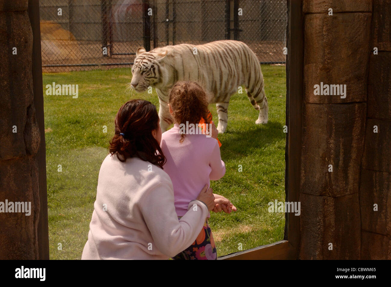 Mother and little girl watching a tiger at the zoo through protective glass window. Stock Photo