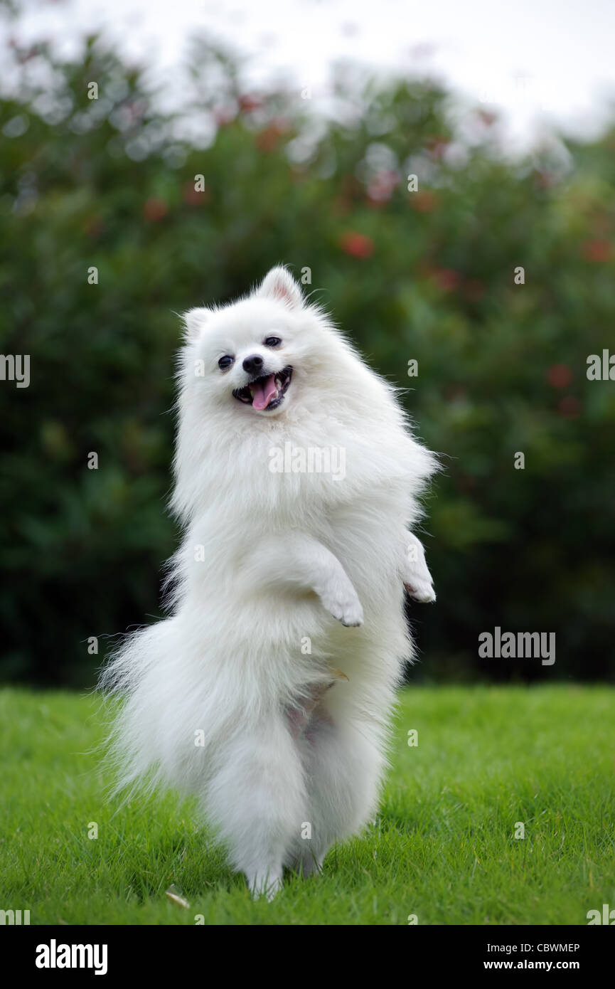 White Pomeranian standing on hind legs Stock Photo -
