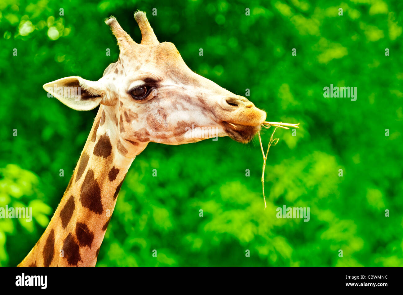 Giraffe eating twig, forest background Stock Photo