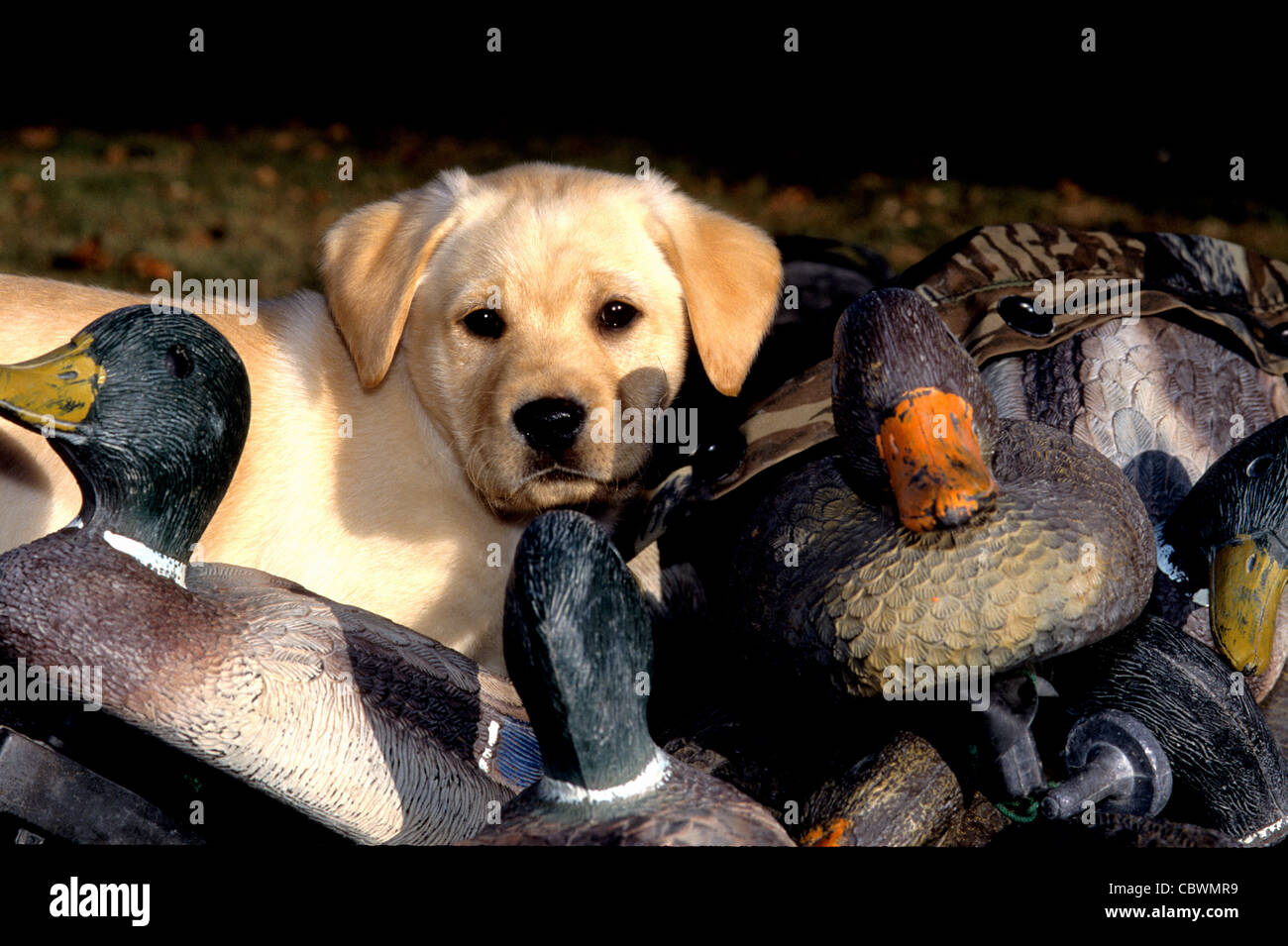 Yellow lab puppy and duck decoys hires stock photography and images Alamy