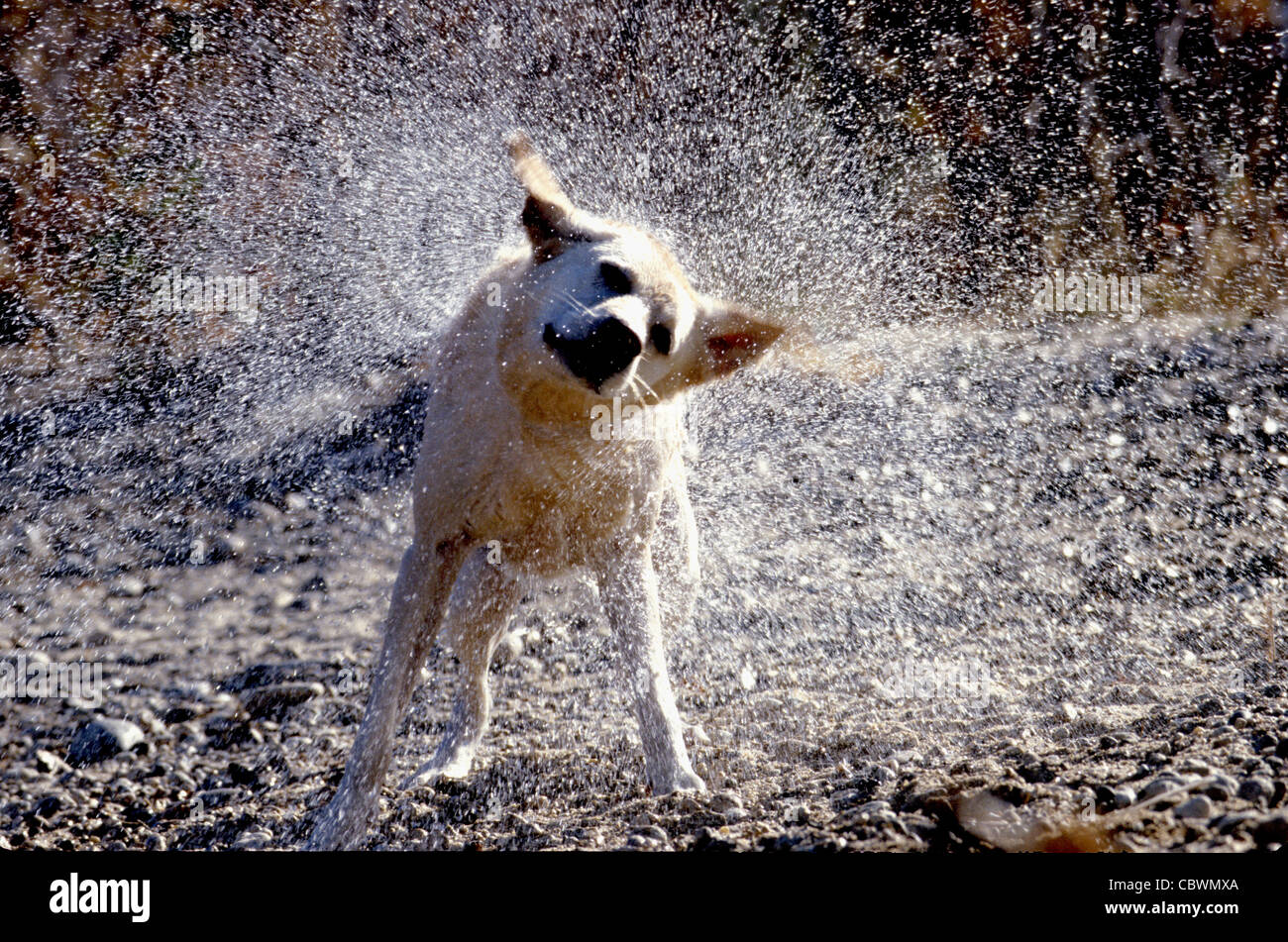 Yellow Labrador retriever shaking off water Stock Photo Alamy