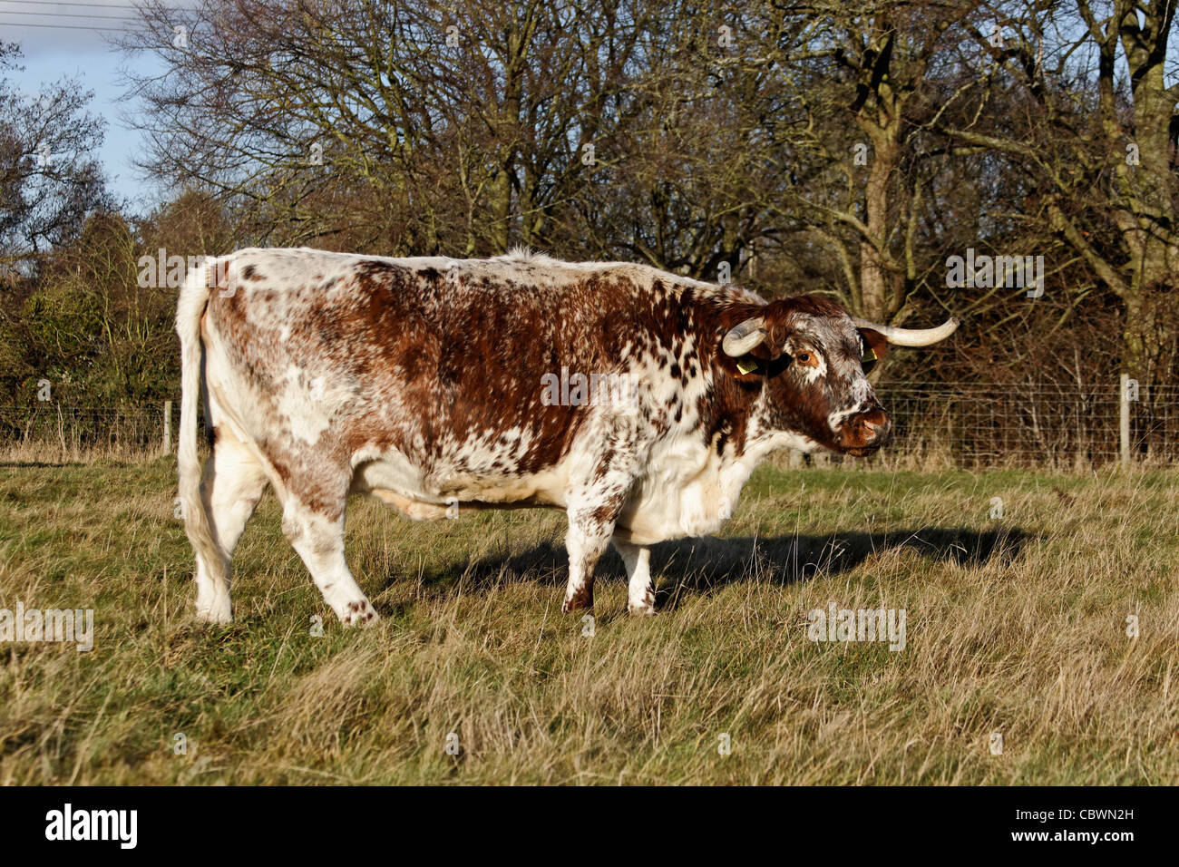 English longhorn cattle hi-res stock photography and images - Alamy