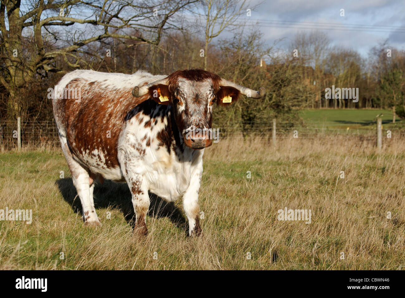 Longhorn cattle, Bordsley Abbey, Redditch, Worcestershire, December 2011 Stock Photo