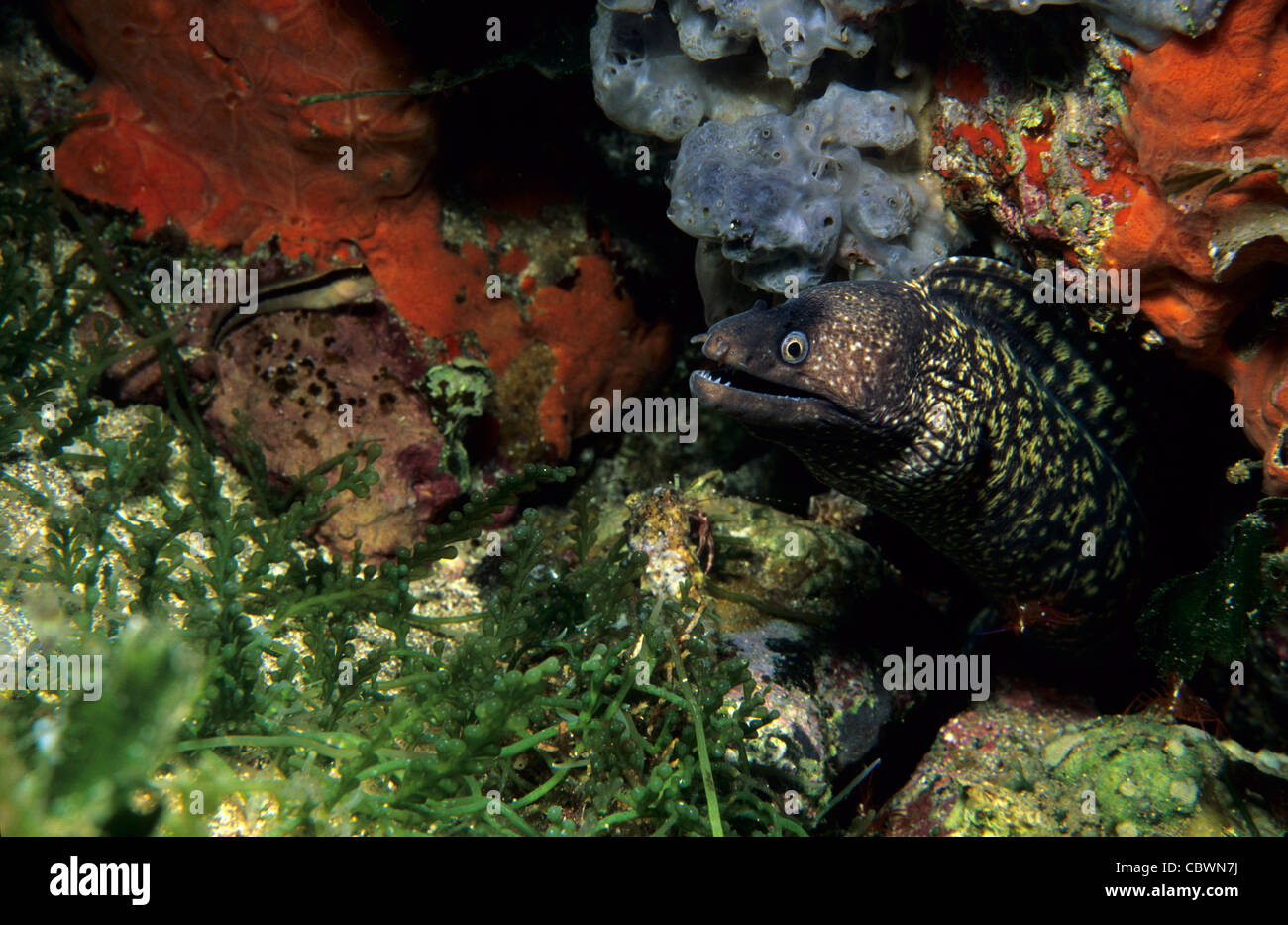 Mediterranean moray or Roman Eel (Muraena helena), Murenidiae, Capraia